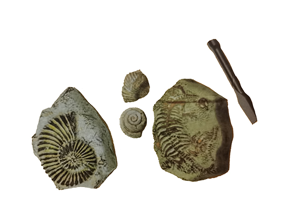 Digging Animal Fossils
